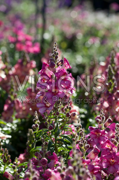 Antirrhinum majus Antirinca™ Rose Antirrhinum majus Antirinca™ Rose