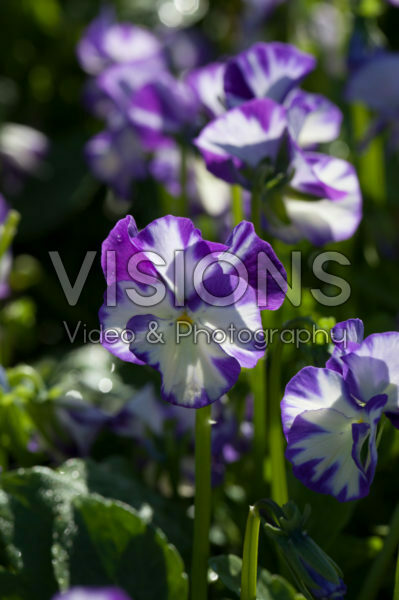 Viola pubescens Rebecca Cawthorne Viola pubescens Rebecca Cawthorne
