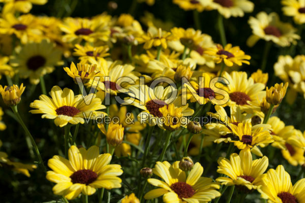 Argyranthemum Grandaisy® Bright Yellow Argyranthemum Grandaisy® Bright Yellow