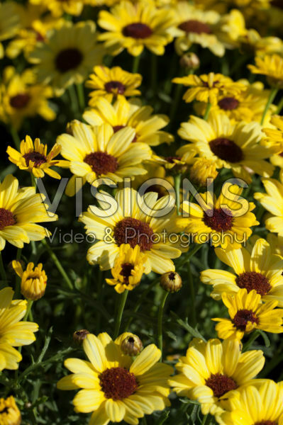 Argyranthemum Grandaisy® Bright Yellow Argyranthemum Grandaisy® Bright Yellow