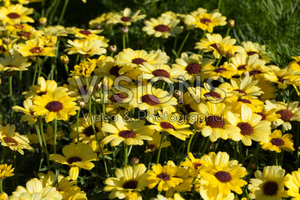 Argyranthemum Grandaisy® Bright Yellow Argyranthemum Grandaisy® Bright Yellow