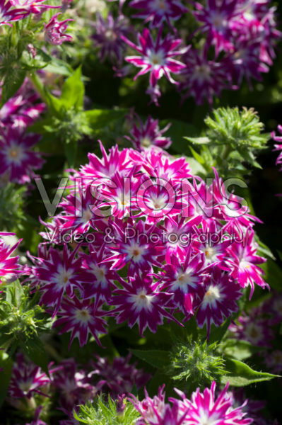 Phlox drummondii Popstars F1 Purple with Eye Phlox drummondii Popstars F1 Purple with Eye