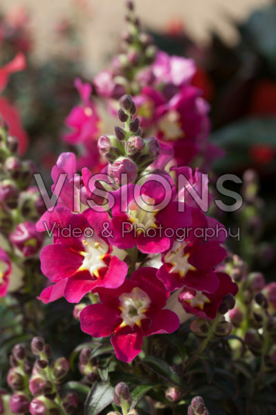 Antirrhinum majus Antiquity Red-White Antirrhinum majus Antiquity Red-White
