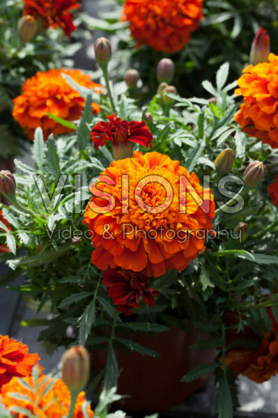 Tagetes patula nana Bonanza Fireball Tagetes patula nana Bonanza Fireball