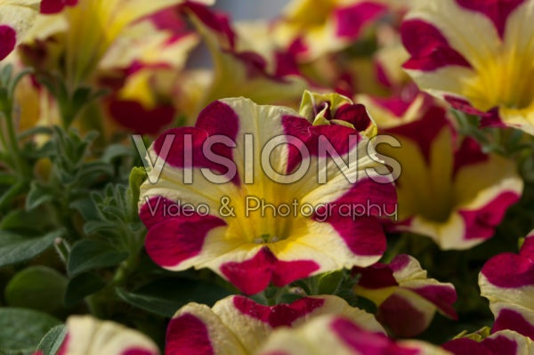 Petunia Amore™ Queen of Hearts