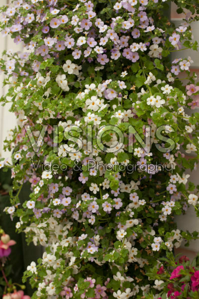 Bacopa mix