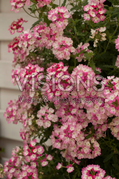 Verbena Lanai® Twister™ Twister Pink Verbena Lanai® Twister™ Twister Pink