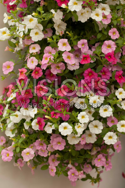 Calibrachoa mix Calibrachoa mix
