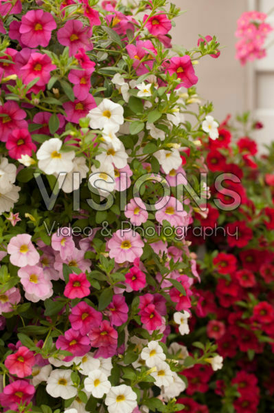 Calibrachoa mix Calibrachoa mix