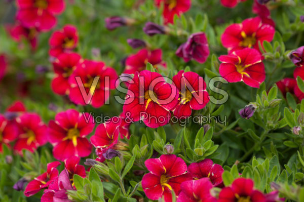 Calibrachoa Aloha Cherry Cartwheel Calibrachoa Aloha Cherry Cartwheel