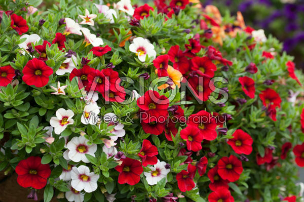 Calibrachoa Confetti Garden Hawaiian Fruit Bowl Calibrachoa Confetti Garden Hawaiian Fruit Bowl