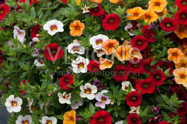 Calibrachoa Confetti Garden Hawaiian Fruit Bowl
