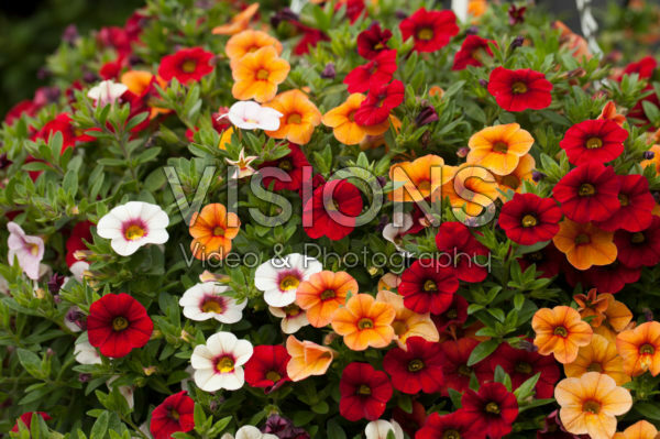 Calibrachoa Confetti Garden Hawaiian Fruit Bowl Calibrachoa Confetti Garden Hawaiian Fruit Bowl