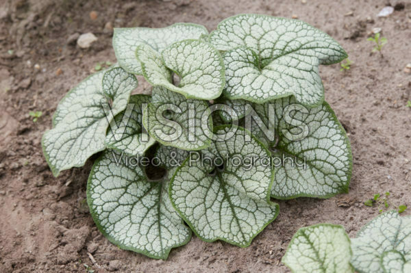 Brunnera macrophylla Sea Heart Brunnera macrophylla Sea Heart