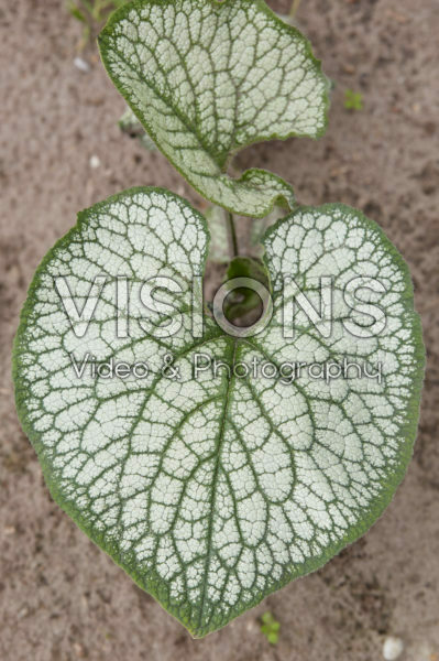 Brunnera macrophylla Sea Heart Brunnera macrophylla Sea Heart