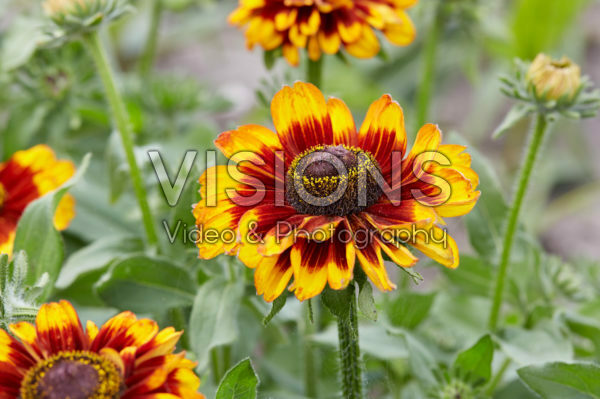 Rudbeckia Rudbeckia