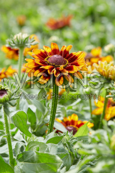 Rudbeckia