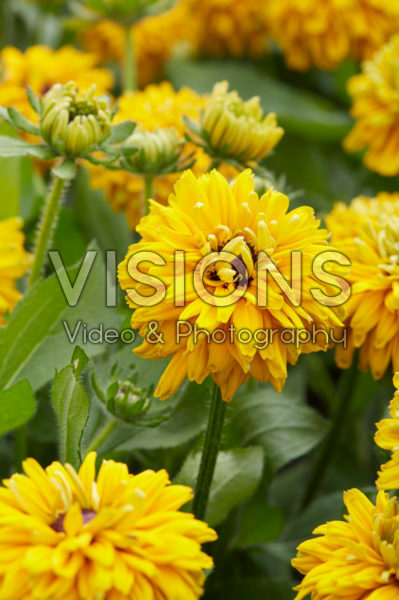 Rudbeckia Rudbeckia