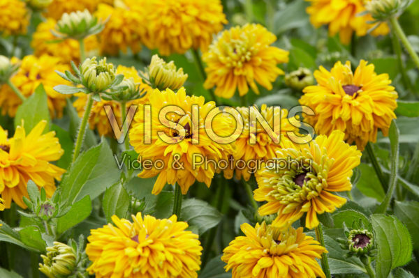 Rudbeckia Rudbeckia