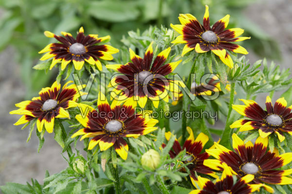 Rudbeckia Rudbeckia
