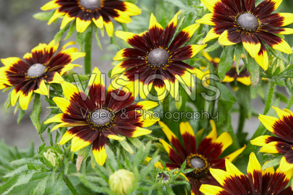 Rudbeckia