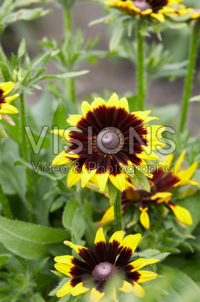 Rudbeckia Rudbeckia
