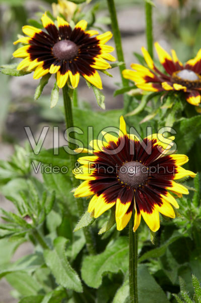 Rudbeckia Rudbeckia