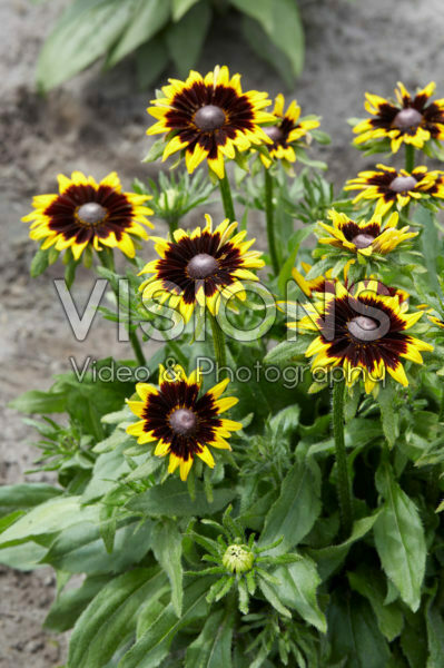 Rudbeckia