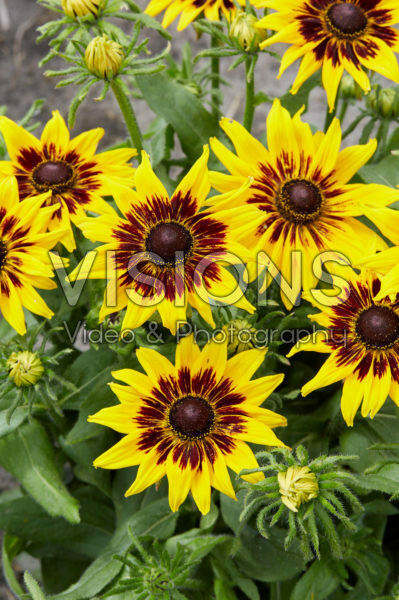 Rudbeckia Rudbeckia