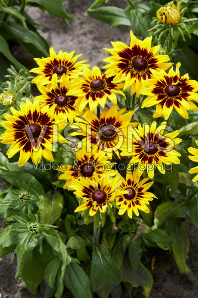 Rudbeckia Rudbeckia