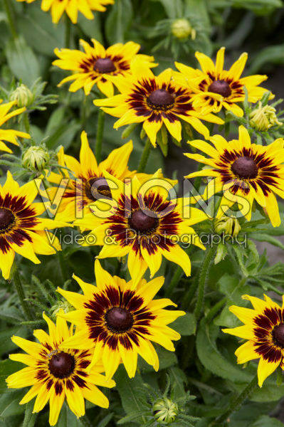 Rudbeckia Rudbeckia