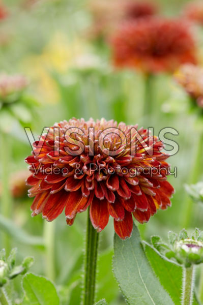 Rudbeckia