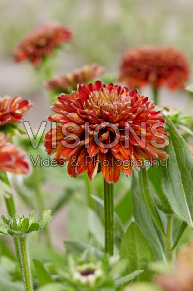 Rudbeckia