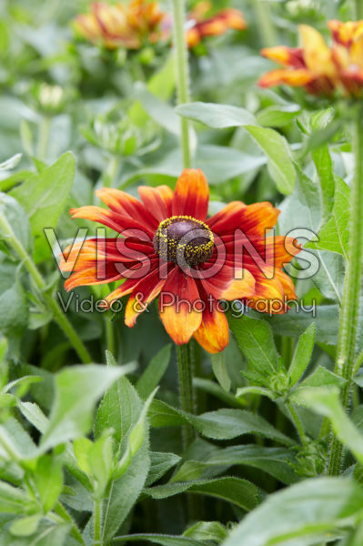 Rudbeckia Garden SmileyZ™ Rudbeckia Garden SmileyZ™