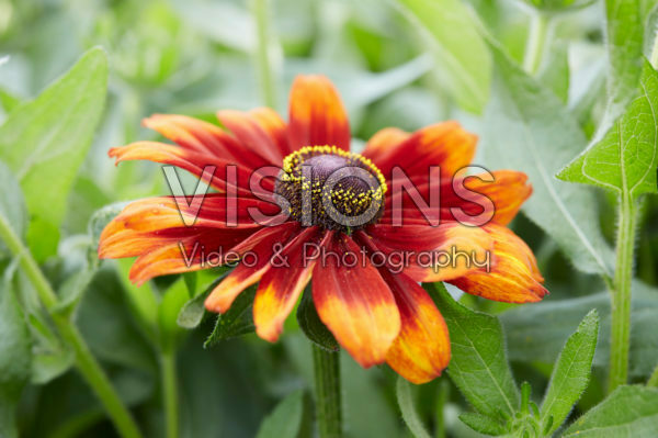 Rudbeckia Garden SmileyZ™ Rudbeckia Garden SmileyZ™
