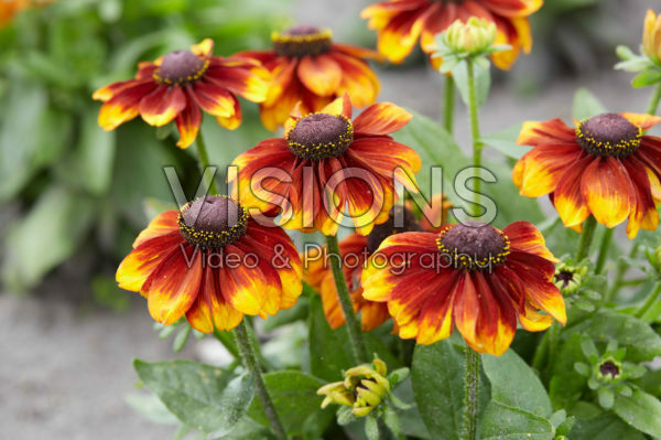 Rudbeckia Rudbeckia