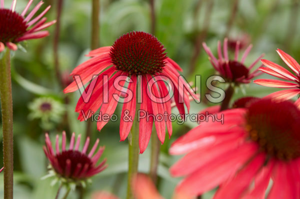Echinacea Echinacea