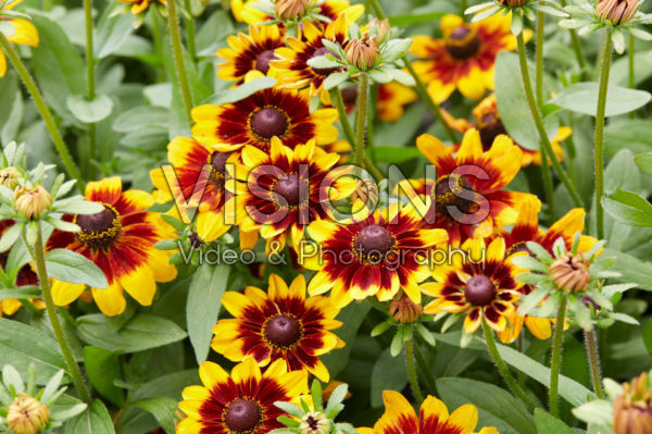 Rudbeckia Rudbeckia
