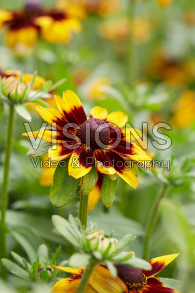 Rudbeckia Rudbeckia