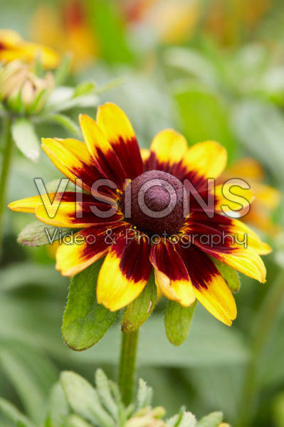 Rudbeckia