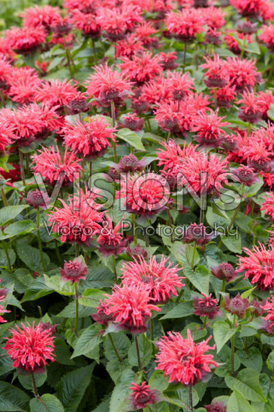 Monarda 2