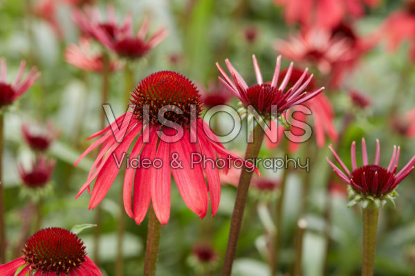 Echinacea Echinacea