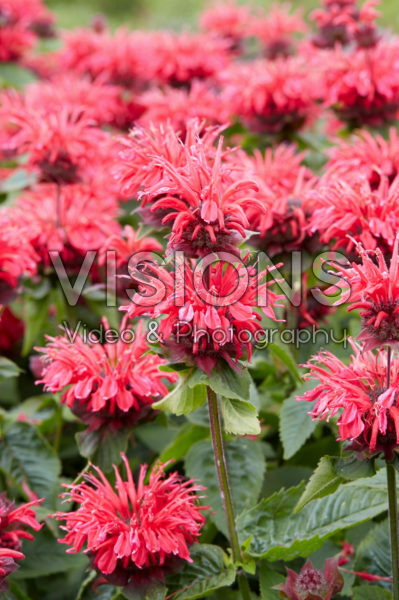 Monarda 2 Monarda 2