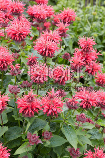 Monarda 2 Monarda 2