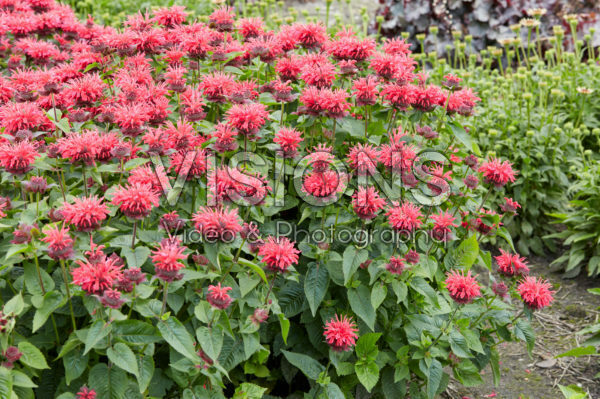 Monarda 2 Monarda 2