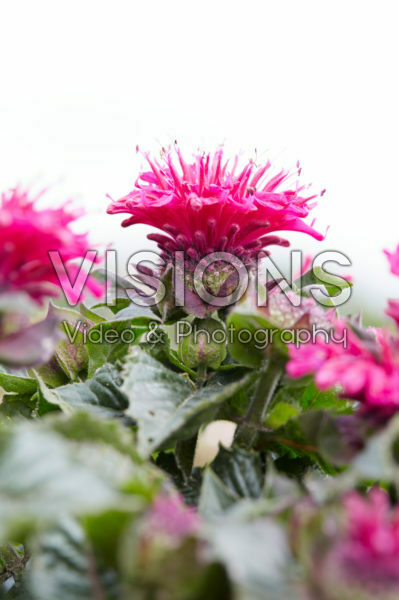 Monarda 13 Monarda 13