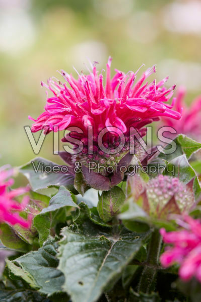 Monarda 13 Monarda 13