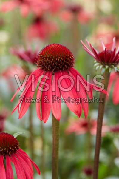 Echinacea