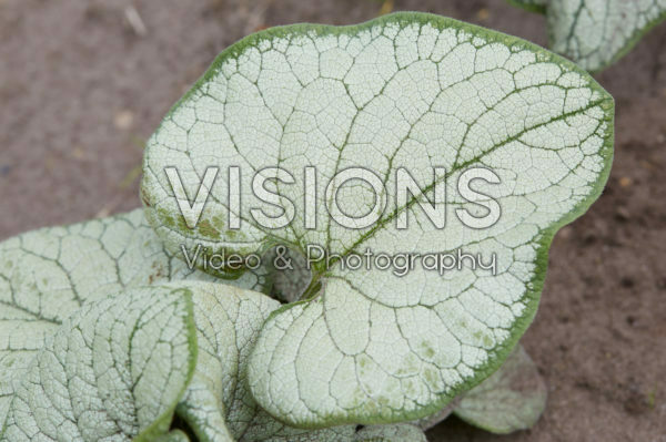 Brunnera macrophylla Silver Heart Brunnera macrophylla Silver Heart