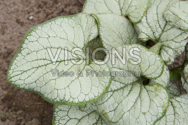 Brunnera macrophylla Silver Heart Brunnera macrophylla Silver Heart